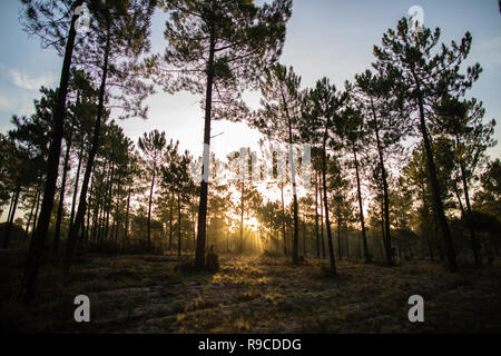 La forêt de pin maritime baigné de lumière du soleil à l'aube Comporta Banque D'Images