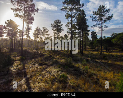 La forêt de pin maritime baigné de lumière du soleil à l'aube Comporta Banque D'Images