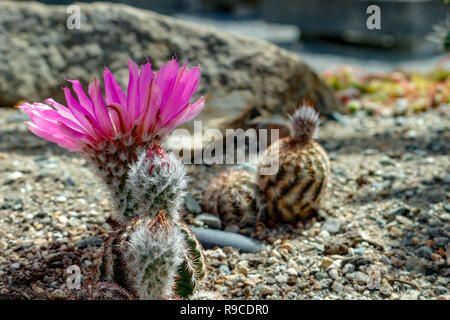 Blooming Le Coryphantha elephantidens close up macrophotographie Banque D'Images