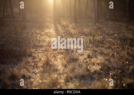 La forêt de pin maritime baigné de lumière du soleil à l'aube Comporta Banque D'Images