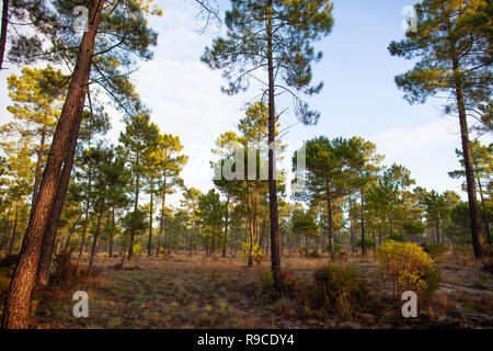 La forêt de pin maritime baigné de lumière du soleil à l'aube Comporta Banque D'Images