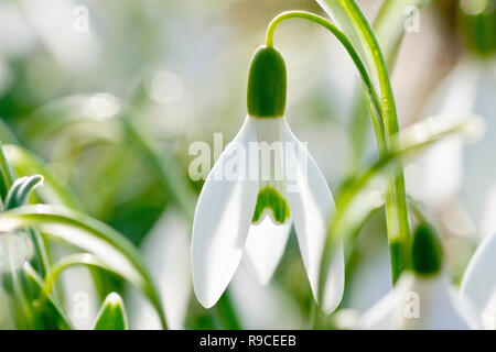 Perce-neige (Galanthus nivalis), close up d'une seule fleur rétro-éclairé, parmi d'autres. Banque D'Images
