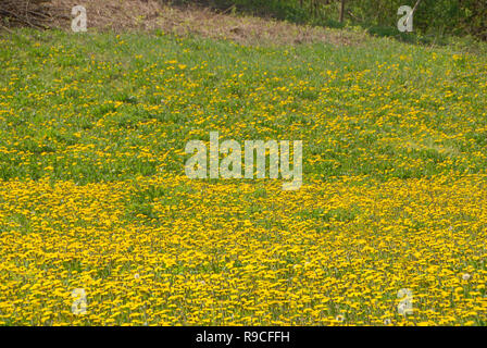 Des fleurs dans un champ sur les collines des Langhe Banque D'Images