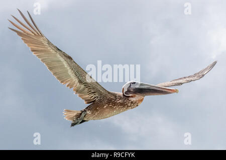 - Pelican Pélican brun Pelecanus occidentalis / Pelecanidae vol d'oiseaux d'eau w/ grand bec - à Aruba / île des Caraïbes - oiseaux de mer Banque D'Images