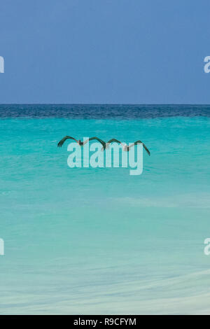 Les pélicans survolant la mer des Caraïbes et l'île de Aruba - mer calme aux eaux turquoises - couleur aigue-marine et de l'eau de l'océan bleu Banque D'Images