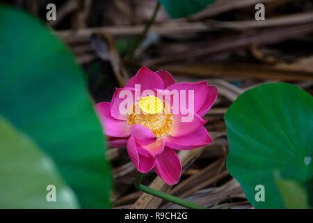 Les fleurs de lotus - d'Anderson Park Botanical Gardens Banque D'Images