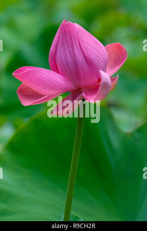 Les fleurs de lotus - d'Anderson Park Botanical Gardens Banque D'Images