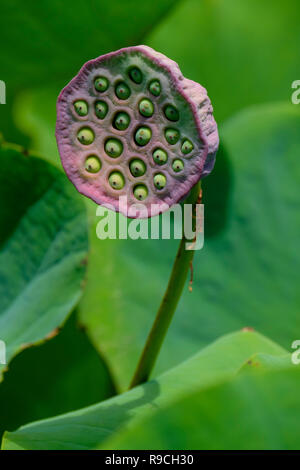 Les fleurs de lotus - d'Anderson Park Botanical Gardens Banque D'Images