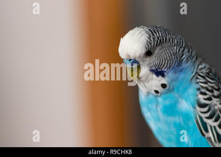 Magnifique petit perroquet bleu in focus Banque D'Images