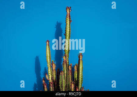 (Cactus Euphorbia trigona) contre un solide fond bleu. Banque D'Images