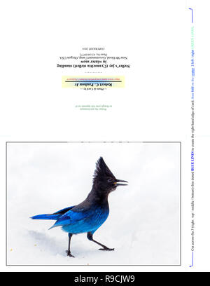 43 160,09772 Photographie Nota Carte (pli coupe d'impression pour 7x5 carte photo), bleu & sassy oiseau geai de Steller (Cyanocitta stelleri) debout dans la neige Banque D'Images