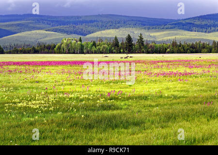 42 894,03591 sunny 5 000' High Prairie, la tête de l'éléphant violet, jaune, blanc Pinceau Cusick's Western Renouée bistorte fleurs, bkgr collines, de l'Oregon Banque D'Images