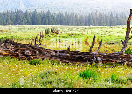 42 896,03692 vieux morts tombés des arbres de croissance de pins ponderosa (Pinus ponderosa), de belles fleurs de printemps le long de ligne de clôture des prairies du nord-ouest du Pacifique, États-Unis Banque D'Images