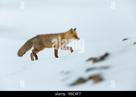 Red Fox ou Ezo Vulpes vulpes schrencki à Hokkaido au Japon au cours de l'hiver Banque D'Images