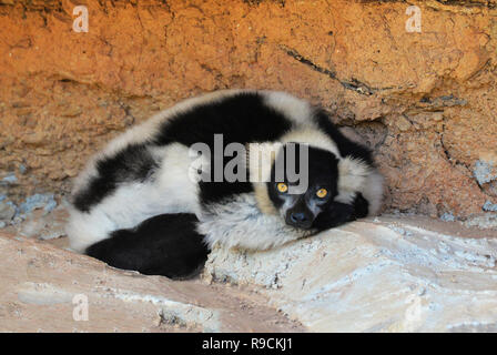 Lémurien de la faune / ring tailed lemur blanc et noir jaune des yeux dormir allongé sur le rocher sur la journée dans le parc national Banque D'Images