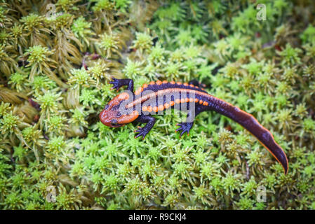 Sur salamandre/ mos vert reptile faune salamandre crocodile orange et noir tacheté animaux rares sur la forêt tropicale de haute montagne - autres noms salaman Banque D'Images