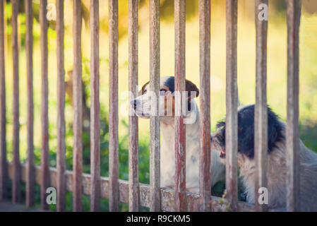 Dans la clôture de chien / le chien à l'extérieur de l'attente de la propre cour avant de clôture à la maison - Animaux chien animal triste Banque D'Images