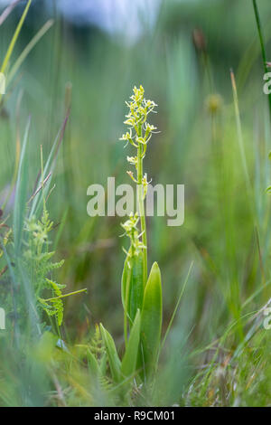 Orchidée Liparis loeselii fen ; floraison ; Norfolk UK Banque D'Images