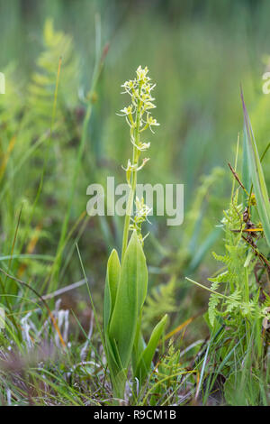 Orchidée Liparis loeselii fen ; floraison ; Norfolk UK Banque D'Images