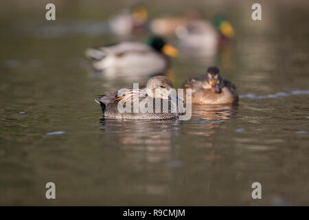 Le Canard chipeau Anas strepera ; Homme ; Somerset UK Banque D'Images