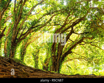 Banyan Rainbow Falls Banque D'Images