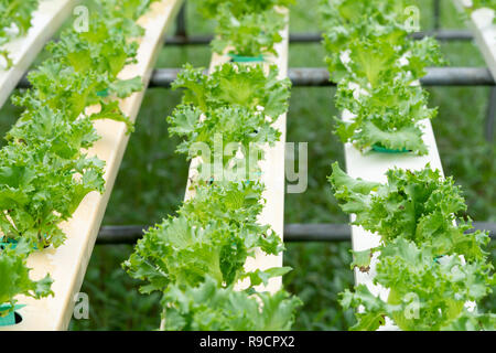 De plus en plus de la laitue hydroponique biologique dans les serres de légumes Banque D'Images