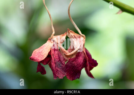 Close Up Orchid fleurs commencent à faner (morts) on tree Banque D'Images