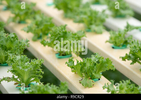 Salade de légumes en serre hydroponique Banque D'Images