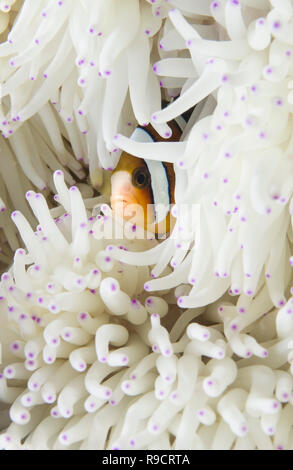 Carkii Amphiron poisson clown de Clark, demoiselles en Pomacentidae anemone @ Okinawa, Japon. Banque D'Images