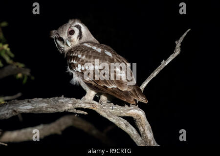 Giant Eagle owl perché dans l'arbre. Banque D'Images