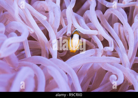 Carkii Amphiron poisson clown de Clark, Demoiselles Pomacentidae Cap Zanpa, Okinawa, Japon. Banque D'Images