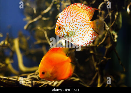 Symphysodon Discus cichlidés multicolores , nager dans l'aquarium. Banque D'Images