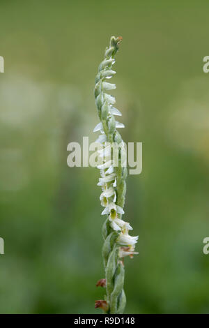 Mesdames automne Spiranthes spiralis Spiranthe ; floraison Îles Scilly ; UK Banque D'Images