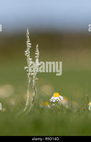 Mesdames automne Spiranthes spiralis Spiranthe ; floraison Îles Scilly ; UK Banque D'Images