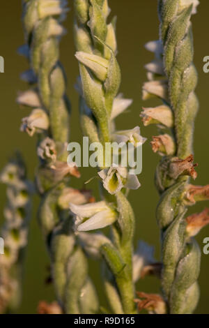 Mesdames automne Spiranthes spiralis Spiranthe ; détail de fleurs Îles Scilly ; UK Banque D'Images