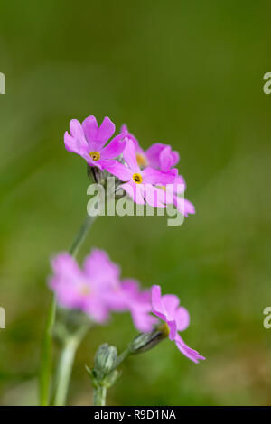 Bird's Eye ; Primrose Primula farinosa en fleur ; Lancashire UK Banque D'Images