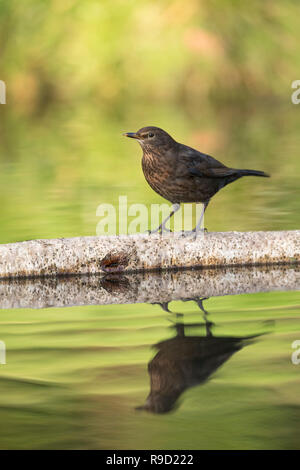 ; Blackbird Turdus merula Femme célibataire Cornwall, UK Banque D'Images