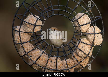 Blackcap ; Sylvia atricapilla seule femelle sur Fatball Cornwall ; d'alimentation UK Banque D'Images