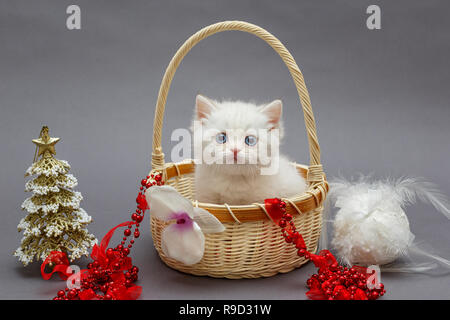 White British chaton dans un panier et les jouets de Noël Banque D'Images