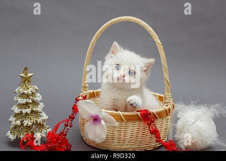 White British chaton dans un panier et les jouets de Noël Banque D'Images