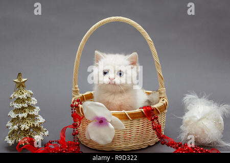 White British chaton dans un panier et les jouets de Noël Banque D'Images