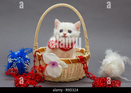 White British chaton dans un panier et les jouets de Noël Banque D'Images