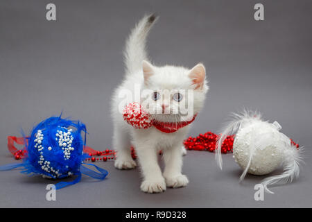 Chaton British blanc en écharpe rouge et des jouets de Noël Banque D'Images