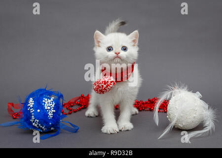 Chaton British blanc en écharpe rouge et des jouets de Noël Banque D'Images