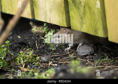 Rat surmulot, Rattus norvegicus seul ; sous une clôture ; Cornwall UK Banque D'Images