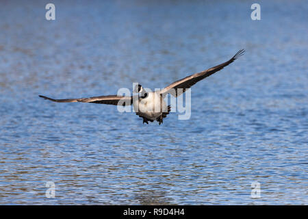 La Bernache du Canada, Branta canadensis seul en vol Cornwall, UK Banque D'Images
