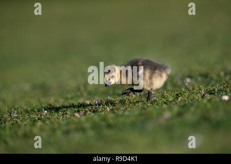 La Bernache du Canada, Branta canadensis seul Gosling Cornwall ; UK Banque D'Images