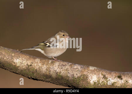 Chaffinch Fringilla coelebs Femme célibataire ; Cornwall, UK Banque D'Images