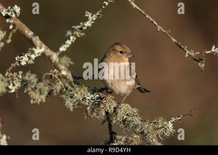 Chaffinch Fringilla coelebs Femme célibataire ; Cornwall, UK Banque D'Images