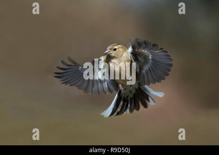 Fringilla coelebs Chaffinch ; seul ; Femmes en vol Cornwall, UK Banque D'Images